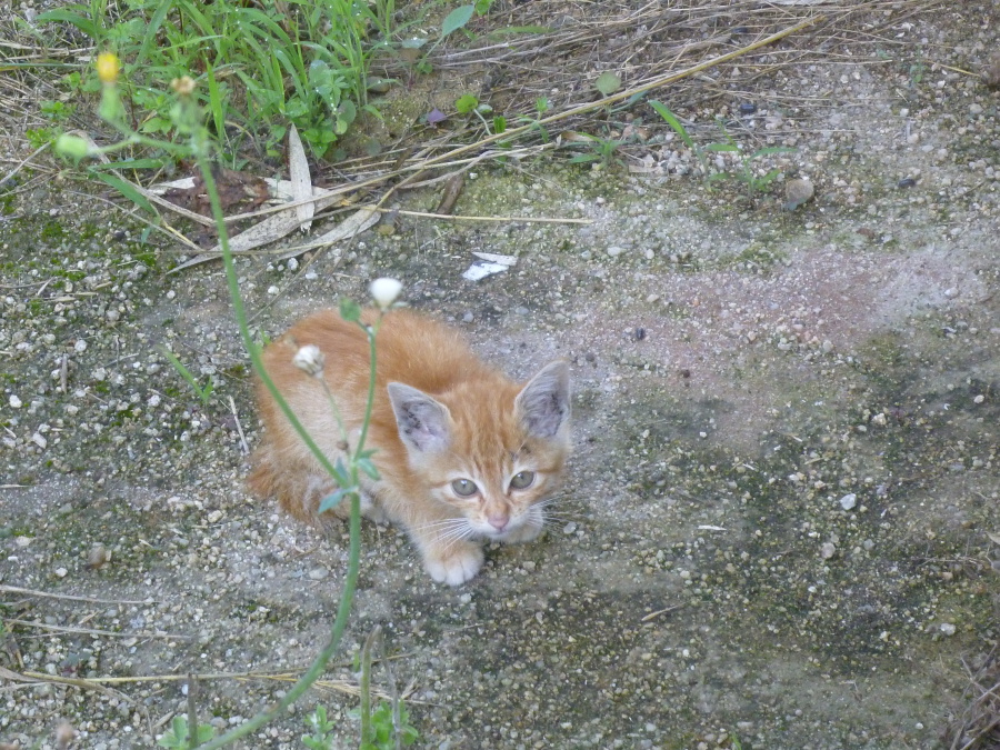 チビ猫里親さん募集 サムネイル2