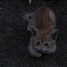 チビ猫里親さん募集 サムネイル4