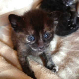 暴れん坊で甘えん坊