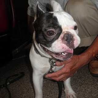 フレブル　2歳　オス