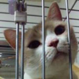 良いご縁を頂きました。ありがとうございます。スコティッシュホールド（立耳）血統書付き