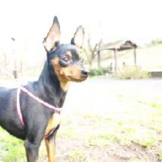 ピンちゃんの里親探しています！