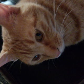 やんちゃですが、人には噛みつきません