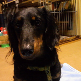 ダッくんの里親募集中！