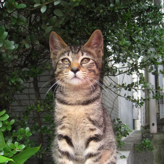 ！！里親さんになってください！！