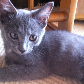 家族になってください。