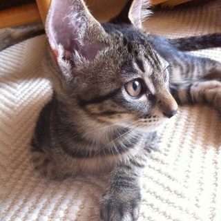 幸せな猫ちゃんになってもらいたいです。