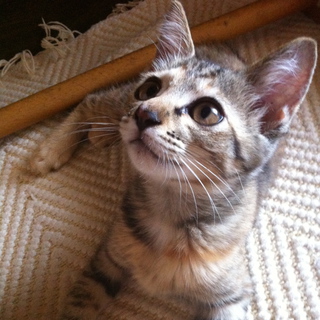 家族になってください。