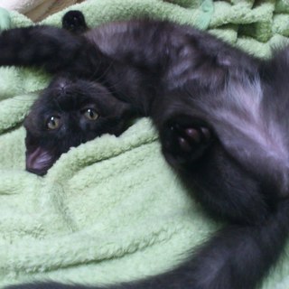 人間も猫も大好きです♪