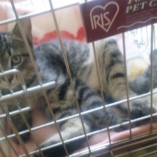 雄子猫の里親募集