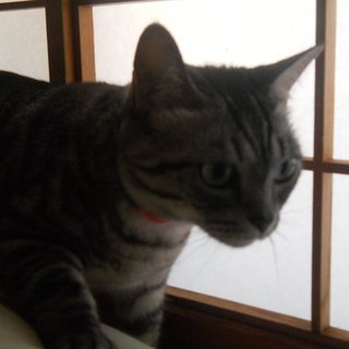 [里親さま決定しました]ありがとうございました！