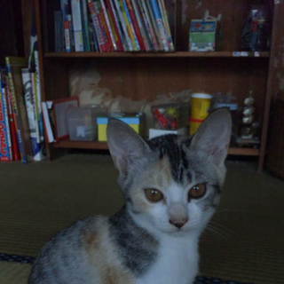 人懐こい母猫から生まれたかわいい子猫です①