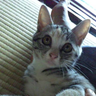 人懐こい母猫から生まれたかわいい子猫です②