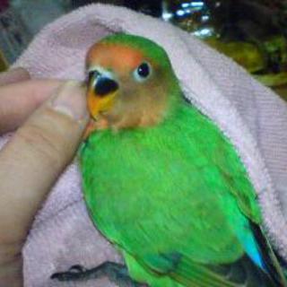 【里親決まりました】ありがとうございます！