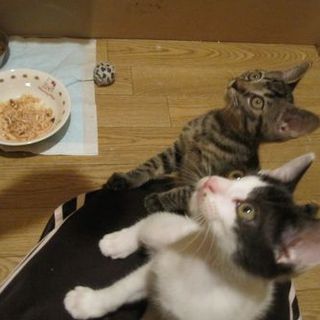 馴れ馴れもぐはり