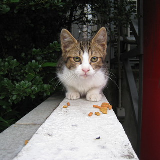 ！!里親さんになってください！！