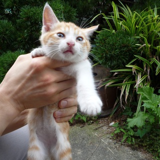 茶トラの男の子です