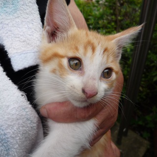 茶トラの男の子