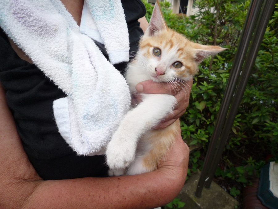 茶トラの男の子 サムネイル2