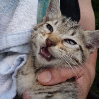 トラ柄男の子です＾＾