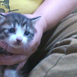 よろしくお願いします。