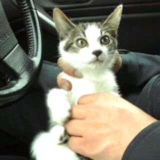 子ダヌキニャンコ 　ありがとうございました