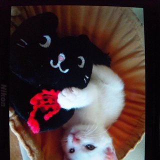 やさしい里親さん募集中