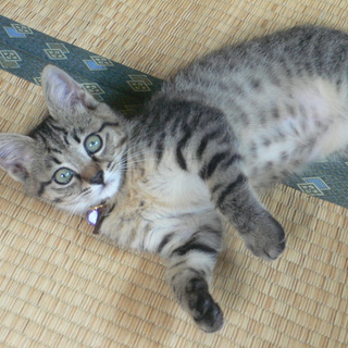 里親様を見つけることが出来ました！