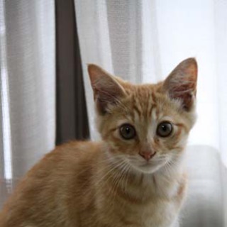 急募！幸せになってほしい。。。