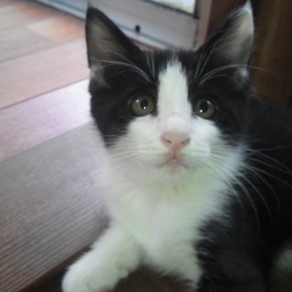 白黒の男の子です。