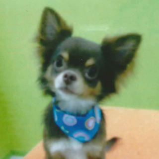 とても安心できる里親様が見つかりました。