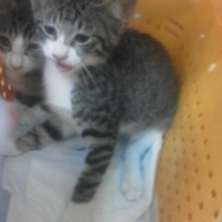 キジ白女の子里親募集