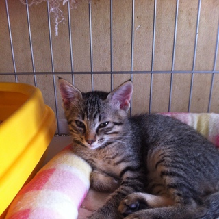 新しい家族を探しております。