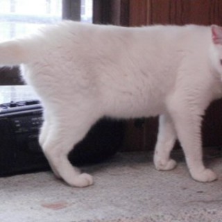 成猫の里親募集！