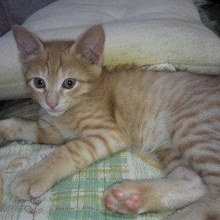 茶トラの男の子です