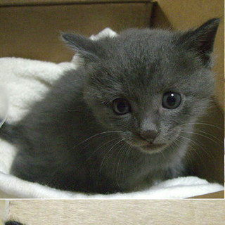 グレーと黒の可愛い兄弟子猫です【再募集】