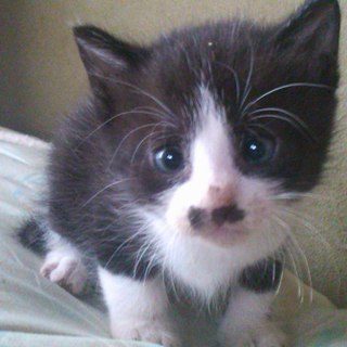 里親さん募集中です。