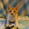 性格goodな仔猫（オス）の家族を探しています サムネイル3