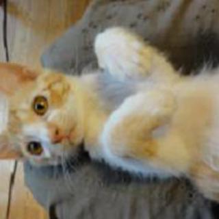 性格goodな仔猫（オス）の家族を探しています