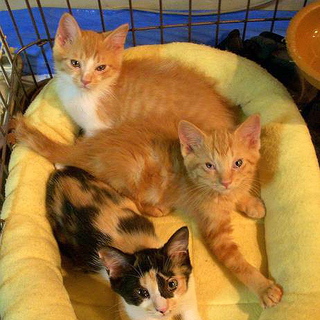 たくさんの仔猫猫の家族を探しています。