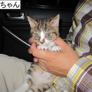 タヌキ仔猫