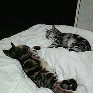 可愛いアメショーです！