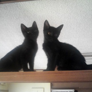 黒猫の男の子と女の子です。