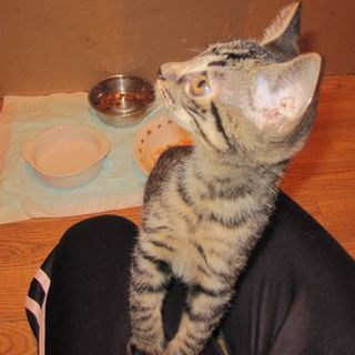 幸せ仔猫  ありがとうございました