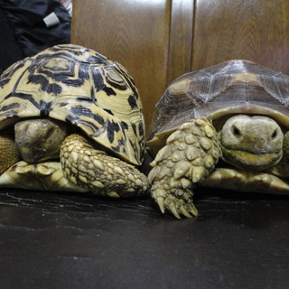 ケヅメリクガメ♀、ヒョウモンリクガメ♂里親募集