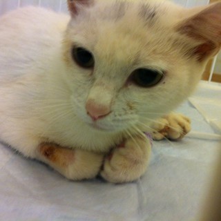 里親急募！！怪我ネコちゃん