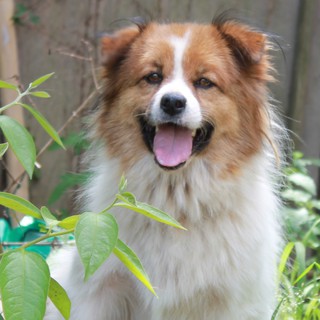 里親様募集　シロ♂