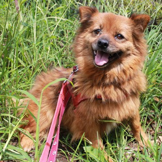 里親様が決まりました！　ちゃこ♀