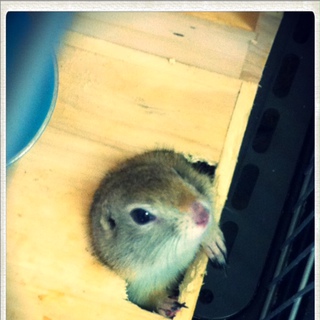 リチャードソンジリス（♂）２歳。里親募集しています。