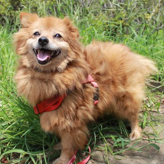 里親様が決まりました！　リリー♀